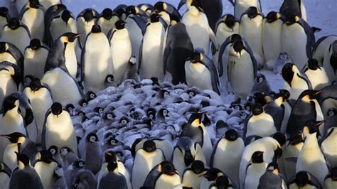 Emperor Penguin Huddle