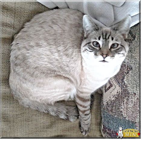 Grey Tabby Siamese Mix