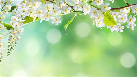 Closeup Photo Of White Cherry Blossoms Flowers In Blur Background 4K HD ...