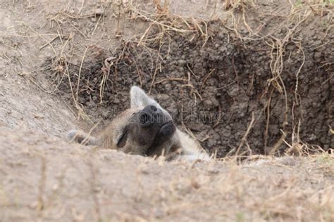 Spotted Hyena Sleeping in Its Den, in the African Savannah. Stock Image - Image of hyena, head ...