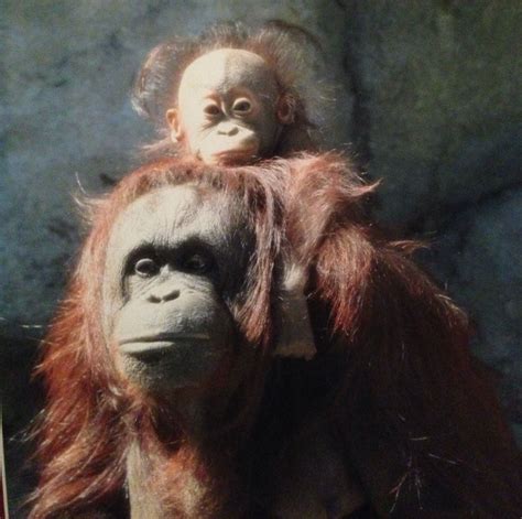 Bad hair day. mother and baby orangutan taken by my brother. | Tiere