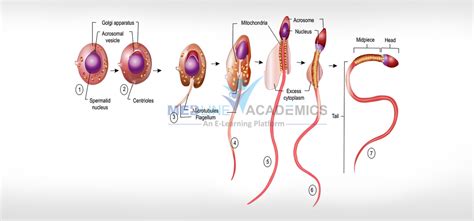 Andrology Training Courses in Bangalore, India | Certificate course in ...