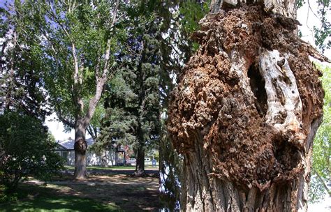 NMSU Plant Clinic: Featured Diagnosis: Crown Gall (Agrobacterium ...