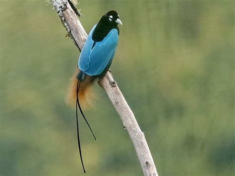 Blue Bird-of-Paradise - eBird