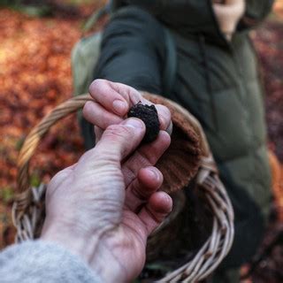 Truffle Hunting Experiences | Foraged By Fern