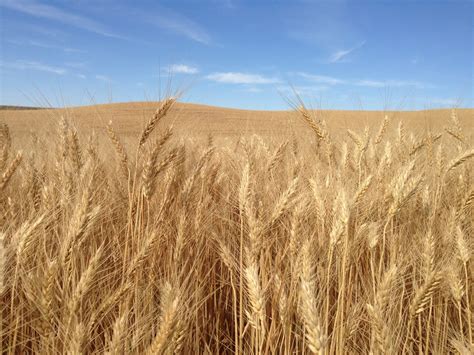 Joseph's Grainery: What is Soft White Wheat?