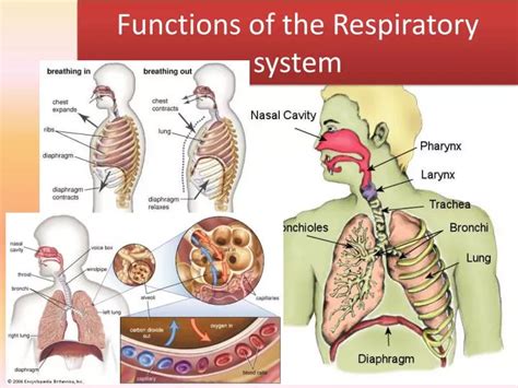 PPT - Functions of the Respiratory system PowerPoint Presentation, free download - ID:2867092