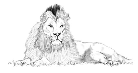 Lion Laying Down Drawing Sketch Coloring Page