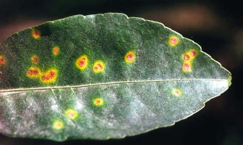 Citrus Canker: A Widespread Bacterial Problem - Epic Gardening