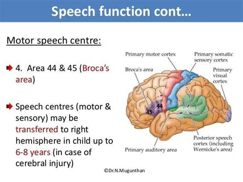 Pictures Of Broca’s Motor Speech Area