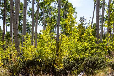 Finding Pando: Utah's 80,000-year-old Aspen Grove Hides in Plain Sight - Coastside Slacking