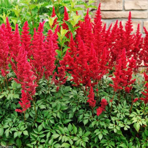 3 Red Astilbe Winter Hardy Perennial | #ShopTheWorld | Pinterest | Perennials, Hardy perennials ...