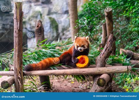 Red Panda eating fruit stock photo. Image of tail, fulgens - 300504408