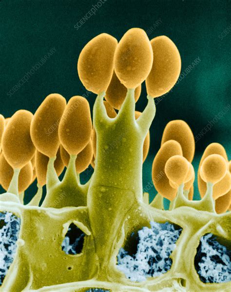 Basidiomycota Microscope