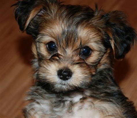 Shorkie puppies | Shorkie puppies, Shorkie dogs, Puppies