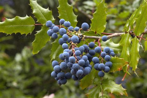 oregon grape berries - PolzaotVrachey.com