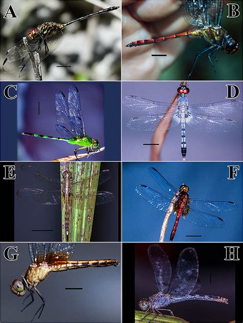 Anisoptera species from Bahia Solano. A. Dythemis sterilis. B.... | Download Scientific Diagram