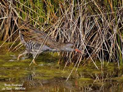 Family Rallidae - Rails, coots, swamphens