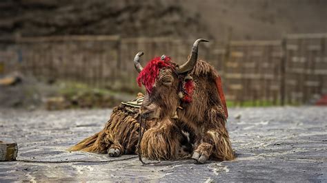 Yak in Tibet Photograph by Vlad Meytin - Pixels