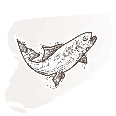 Premium Vector | Salmon fish illustration