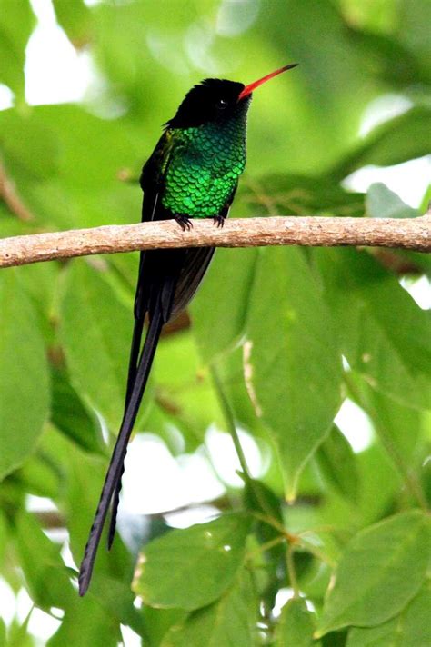 Red-billed Streamertail Hummingbird (Trochilus polytmus) Male Red Bill, Colorful Birds, Little ...