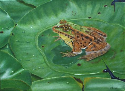 Frog On Lily Pad Painting by Sidney Ball - Fine Art America