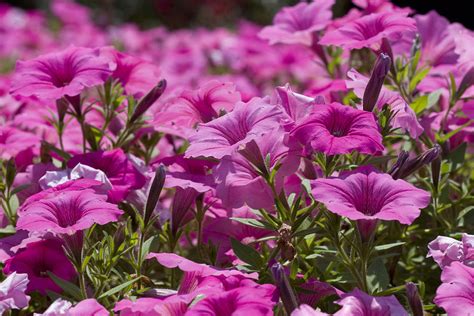 Pretty Pink Petunias Photograph by Vernis Maxwell | Fine Art America