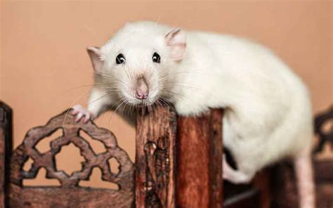 Pet Rat Lifespan - A Guide To Rat Life Expectancy And How To Improve It