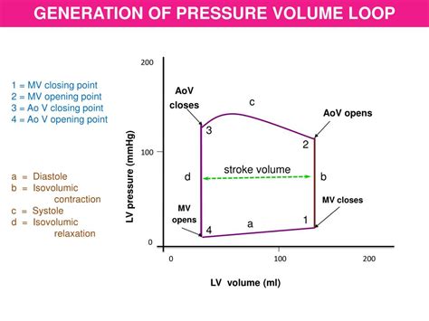 PPT - VENTRICULAR PRESSURE VOLUME LOOP PowerPoint Presentation, free download - ID:6274058