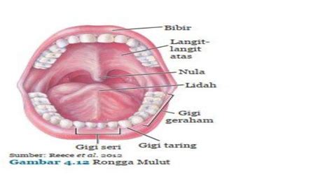 Mengenal Sruktur dan Fungsi Sistem Pencernaan Makanan pada Manusia, Dimulai dari Mulut - Halaman ...