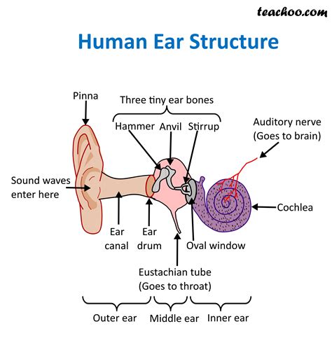 Simple Diagram Of Ear