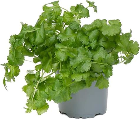 Fresh Coriander - Amazon.co.uk