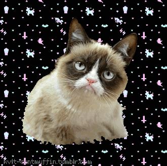 Grumpy Cat No GIF - Find & Share on GIPHY