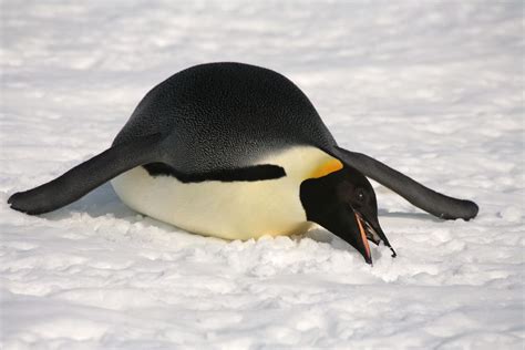 Animal Unique: Emperor Penguin