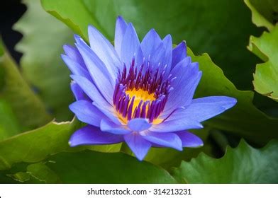 101,128 Lotus Flower In Thailand Images, Stock Photos & Vectors ...