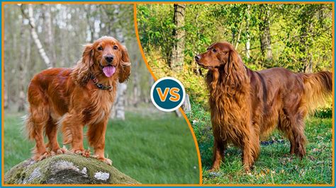 English Cocker Spaniel vs. Irish Setter: Can You Tell Them Apart?