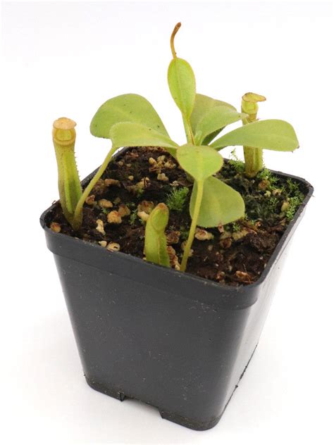 Nepenthes fusca "flared peristome" BE-3068 S – Giardino Carnivoro