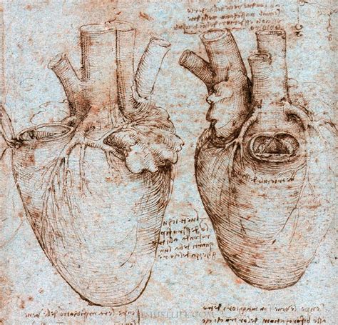 Leonardo Da Vinci Anatomy Artwork