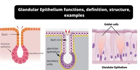 Glandular Epithelium - Functions, definition, structure, examples - Biology Notes Online