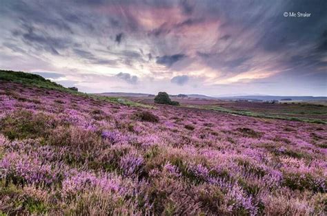 Fields of Heather | Art | Pinterest | Heather flower, Landscape photos ...