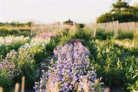 Discovering Biennials - Floret Flowers