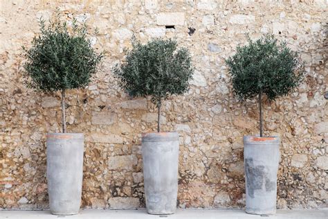 Olive trees in pots: cultivation & care - Plantura