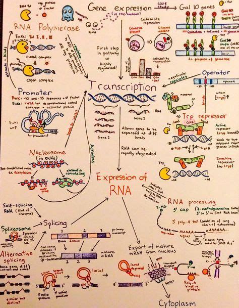 Introductory Biochemistry Flowcharts | Biology lessons, Biochemistry ...