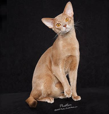 Encyclopedia of Cats Breed: Fawn Abyssinian Cat