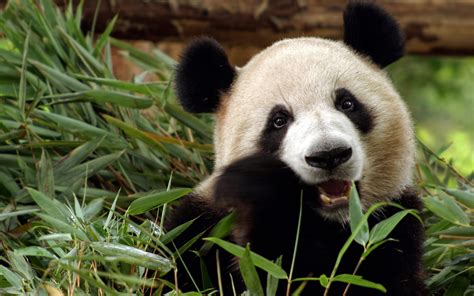 panda, Bear, Bamboo, China Wallpapers HD / Desktop and Mobile Backgrounds