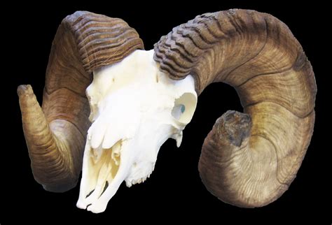 Bighorn sheep skull | Sheep skull, Lion sculpture, Skull