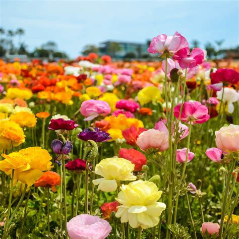 Flower Fields in Carlsbad, California | McCabe's Landscape Construction