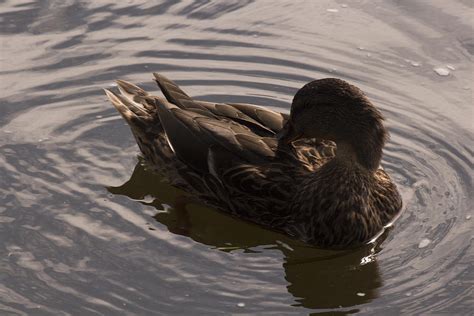 Female Mallard Preening Feathers Photograph by Jill Morgan