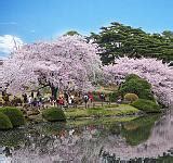 Japan Cherry Blossom Viewing Guide 2024 | Best Times & Places