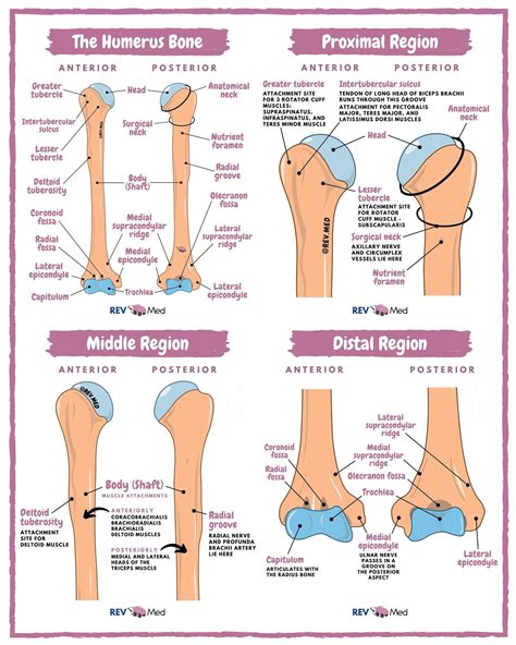 Humerus Bone Anatomy | lasegnaleticamaruca.it